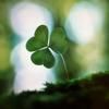 fourclovers1